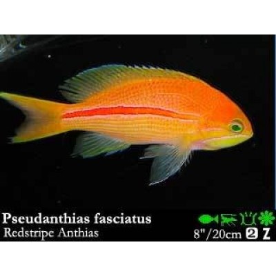 Pseudanthias fasciatus Антиас краснополосый Pseudanthias fasciatus Антиас краснополосый