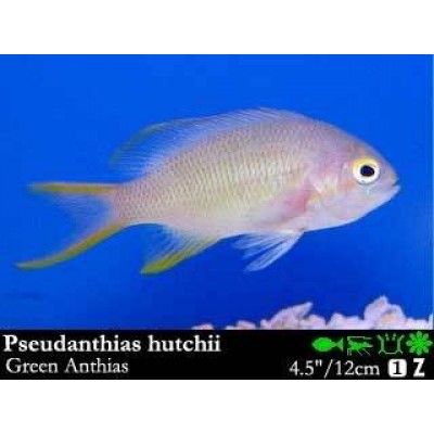 Pseudanthias huchtii Антиас зеленый Pseudanthias huchtii Антиас зеленый