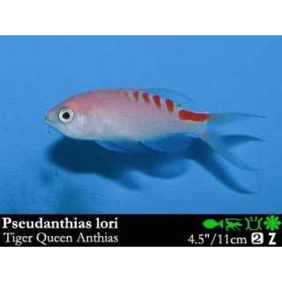 Pseudanthias lori (Mirolabrychthys imeldae) Антиас Лори (Королевский тигровый антиас) Pseudanthias lori (Mirolabrychthys imeldae) Антиас Лори (Королевский тигровый антиас)