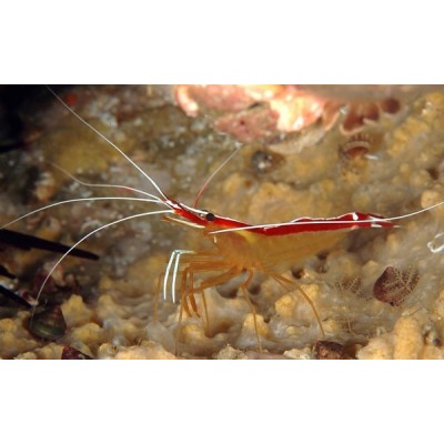 Креветка-Доктор (Lysmata Amboinensis) Креветка-Доктор (Lysmata Amboinensis)