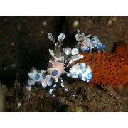 Hymenocera picta - Креветки-арлекины