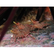 Rhynchocinetes durbanensis (Креветка-верблюд)