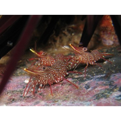 Rhynchocinetes durbanensis (Креветка-верблюд) Rhynchocinetes durbanensis (Креветка-верблюд)