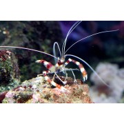 Креветка Боксёр (Stenopus hispidus)