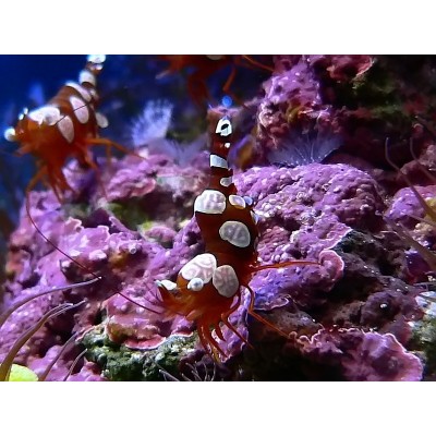 Thor amboinensis - Анемоновая креветка (Белополосая креветка чистильщик) Thor amboinensis - Анемоновая креветка (Белополосая креветка чистильщик)