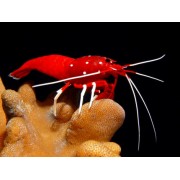 Lysmata debelius (Огненная креветка кардинал)