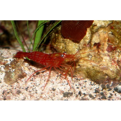 Lysmata wurdemanni Lysmata wurdemanni