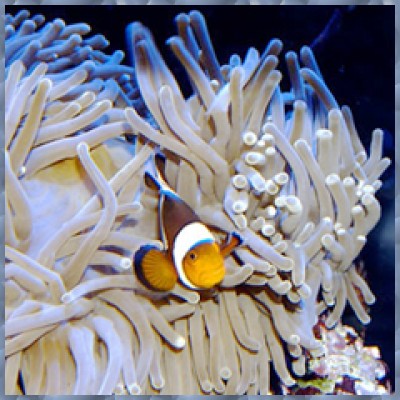 Heteractis malu (Гетерактис Малу) Heteractis malu (Гетерактис Малу)