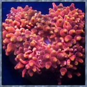 Актиния Пузырьковая (Entacmaea Quadricolor)