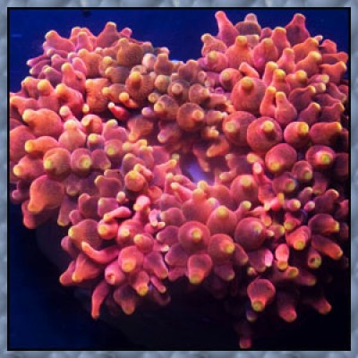 Актиния Пузырьковая (Entacmaea Quadricolor) Актиния Пузырьковая (Entacmaea Quadricolor)