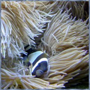 Фон 9084/9085 0.6*15