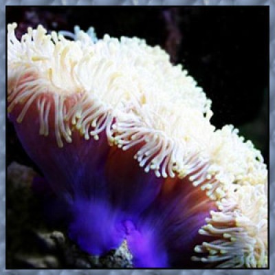 Heteractis magnifica Актиния роскошная Heteractis magnifica Актиния роскошная