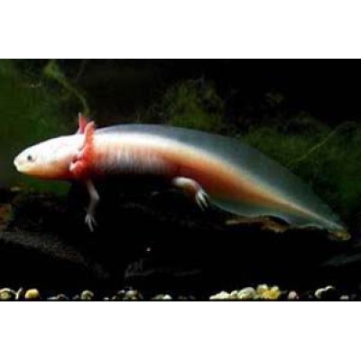 Лагуна "Пуговки Стеклянные" 25-27 мм, 300 г Лагуна "Пуговки Стеклянные" 25-27 мм, 300 г