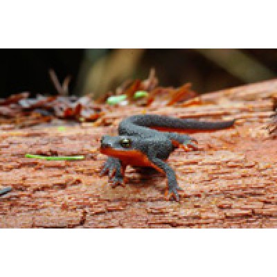 Лагуна "Грунт бело-розовый" 4-6 мм, 2 кг Лагуна "Грунт бело-розовый" 4-6 мм, 2 кг