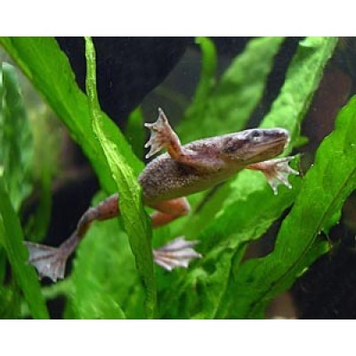 Лагуна "Грунт акриловый красно-белый" 400 г Лагуна "Грунт акриловый красно-белый" 400 г