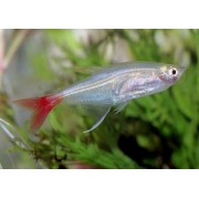 Тетра Стеклянная