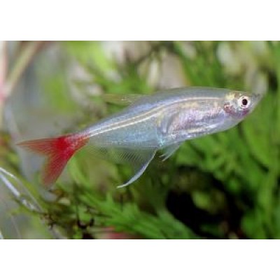 Тетра Стеклянная Тетра Стеклянная