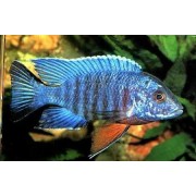 Аулонокара Ньяса (Aulonocara nyassae)