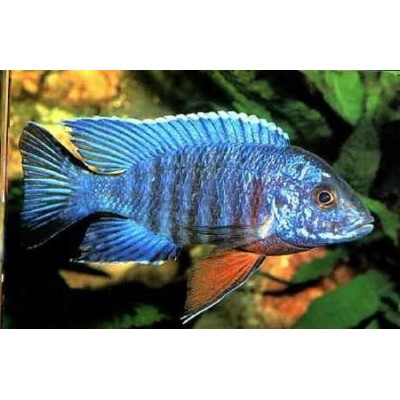 Аулонокара Ньяса (Aulonocara nyassae) Аулонокара Ньяса (Aulonocara nyassae)