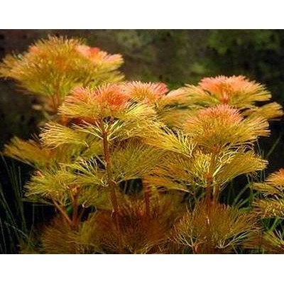 Кабомба красная (Cabomba furcata) Кабомба красная (Cabomba furcata)