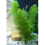 Кабомба каролинская (Cabomba caroliniana) Размер S