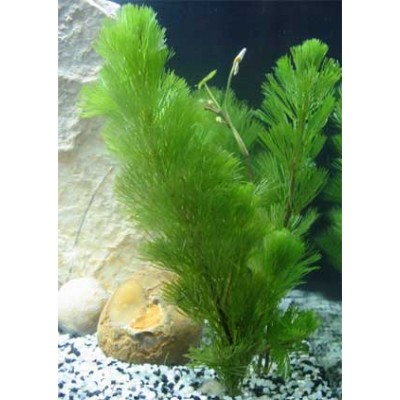 Кабомба каролинская (Cabomba caroliniana) Размер S Кабомба каролинская (Cabomba caroliniana) Размер S