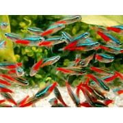 Неон Голубой (аквариумная рыба)