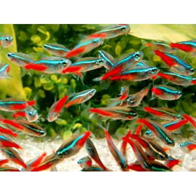 Неон Голубой (аквариумная рыба) Неон Голубой (аквариумная рыба)