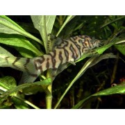 Боция мраморная ( Botia lohachata)