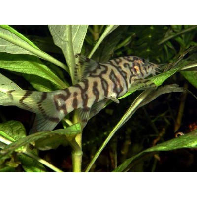 Боция мраморная ( Botia lohachata) Боция мраморная ( Botia lohachata)