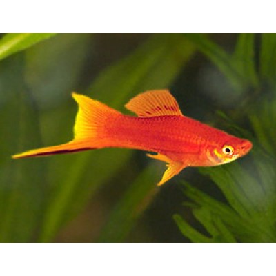 Меченосец S (аквариумная рыба) Меченосец S (аквариумная рыба)