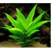 Номофила прямая стрикта