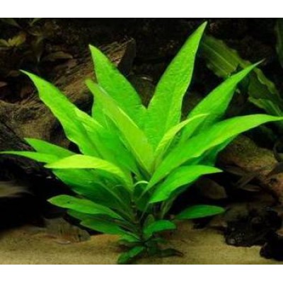 Номофила прямая стрикта Номофила прямая стрикта