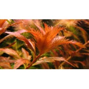 Прозерпинака болотная (Proserpinaса palustris)