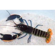 Рак ярко оранжевый (Procambarus sp) 5-7см
