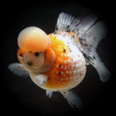 Жемчужина красная (Carassius auratus) Жемчужина красная (Carassius auratus)