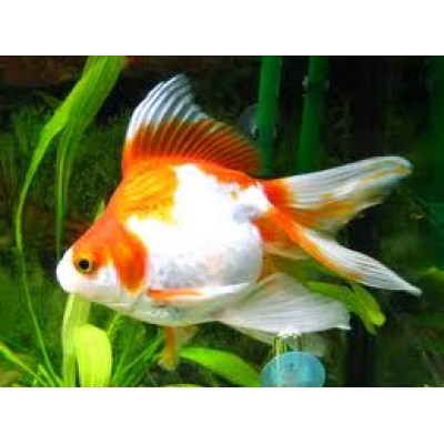 Риукин красно белый Риукин красно белый