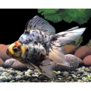 Риукин ситцевый длиннохвостый (Carassius auratus)