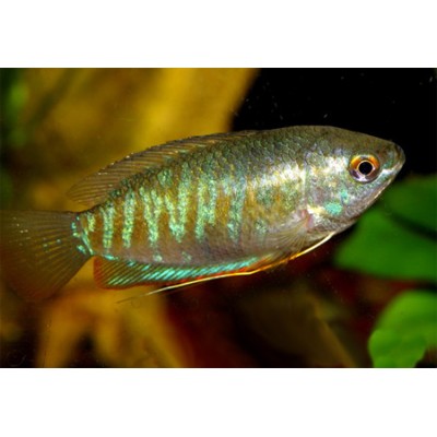 Лябиоза обыкновенная (Colisa labiosa) Лябиоза обыкновенная (Colisa labiosa)