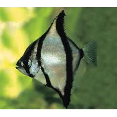 Монодактил фигурый (Monodactylus sebae) Монодактил фигурый (Monodactylus sebae)