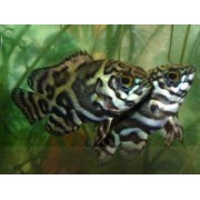 Астронотус тигровый (Astronotus ocellatus)3-4см