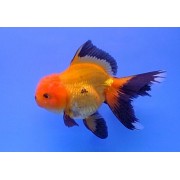 Оранда красно-черная (Carassius auratus) 