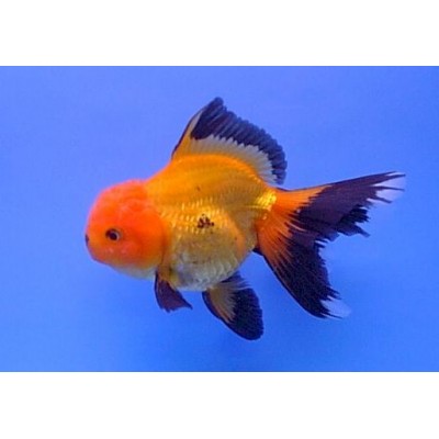 Оранда красно-черная (Carassius auratus) Оранда красно-черная (Carassius auratus)