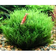 Мох яванский (Vesicularia dubyana) Размер S