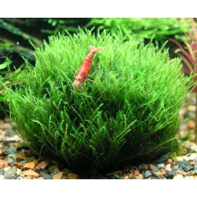 Мох яванский (Vesicularia dubyana) Размер S Мох яванский (Vesicularia dubyana) Размер S