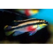 Цихлида-Попугайчик