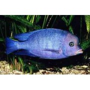 Биодизайн "Диарама 400" Белый, 350 л, 91*91*68 см