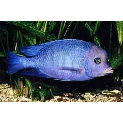 Биодизайн "Диарама 400" Белый, 350 л, 91*91*68 см Биодизайн "Диарама 400" Белый, 350 л, 91*91*68 см