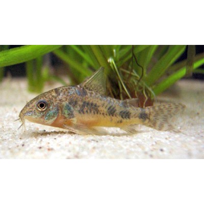 Коридорас Коридорас