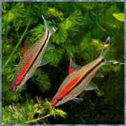 Фон 60/150 Река/Море